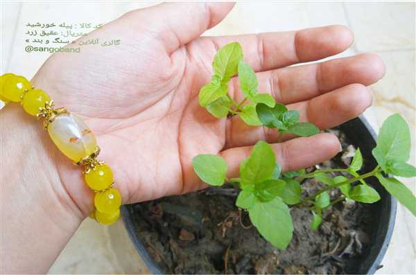 دستبند نعنا فلفلی